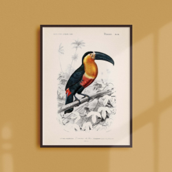 Le toucan de para