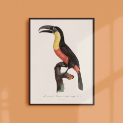 Le grand toucan à ventre rouge